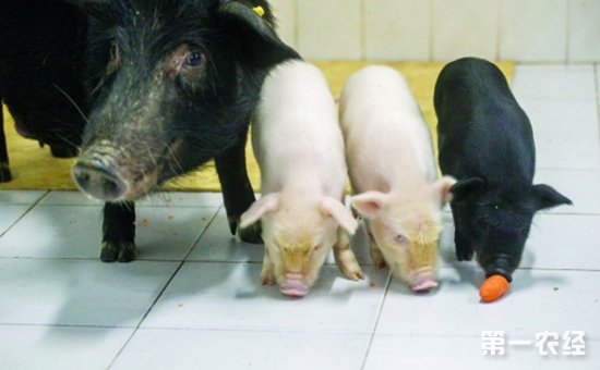 南医大成功培育出世界首例白化西藏小型猪 - 科技资讯 - 第一农经网