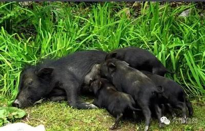 很多人以为猪类能繁殖能力强,但藏猪却是繁殖能力