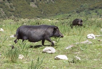 中国最出名的10大品种黑猪,肉质口感绝佳,美国人吃了都赞不绝口