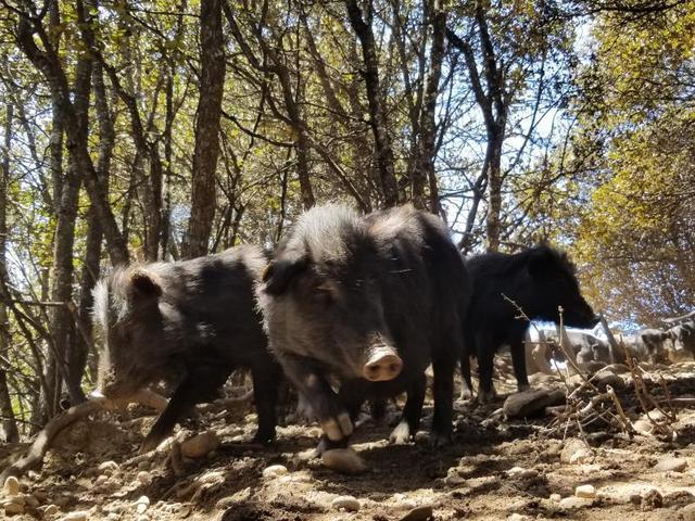 打造成为"全国藏猪之乡" 建立5个家系纯种藏猪繁育群体