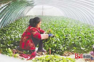 北方农村上什么企业能致富