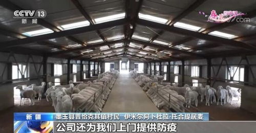 新疆七百万牲畜开始春季转场 规模化养殖助力产业发展 农民增收